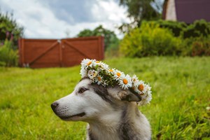 Pet_Safe_Flowers_and_Plants